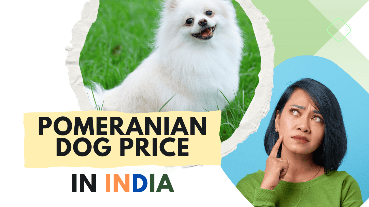 Pomeranian Dog Price in India 2024