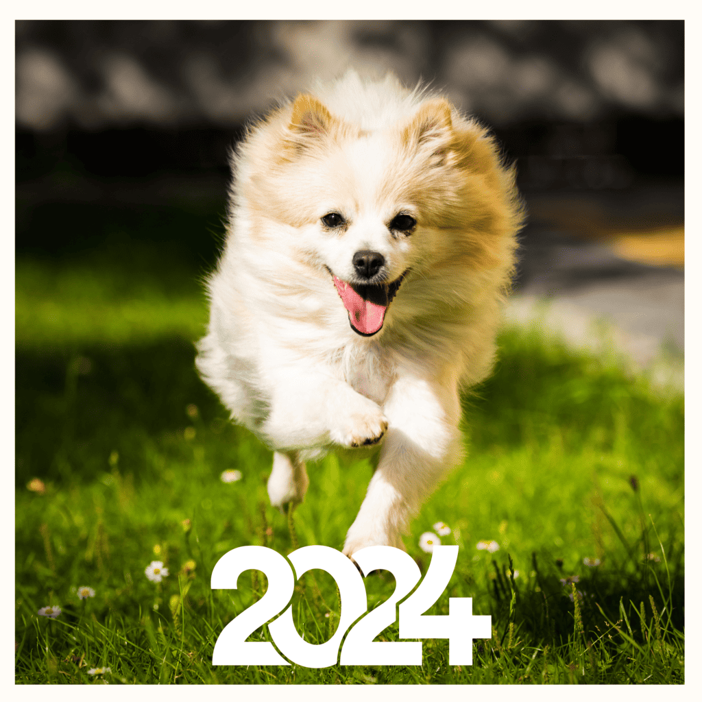 Pomeranian Dog Price in India 2024