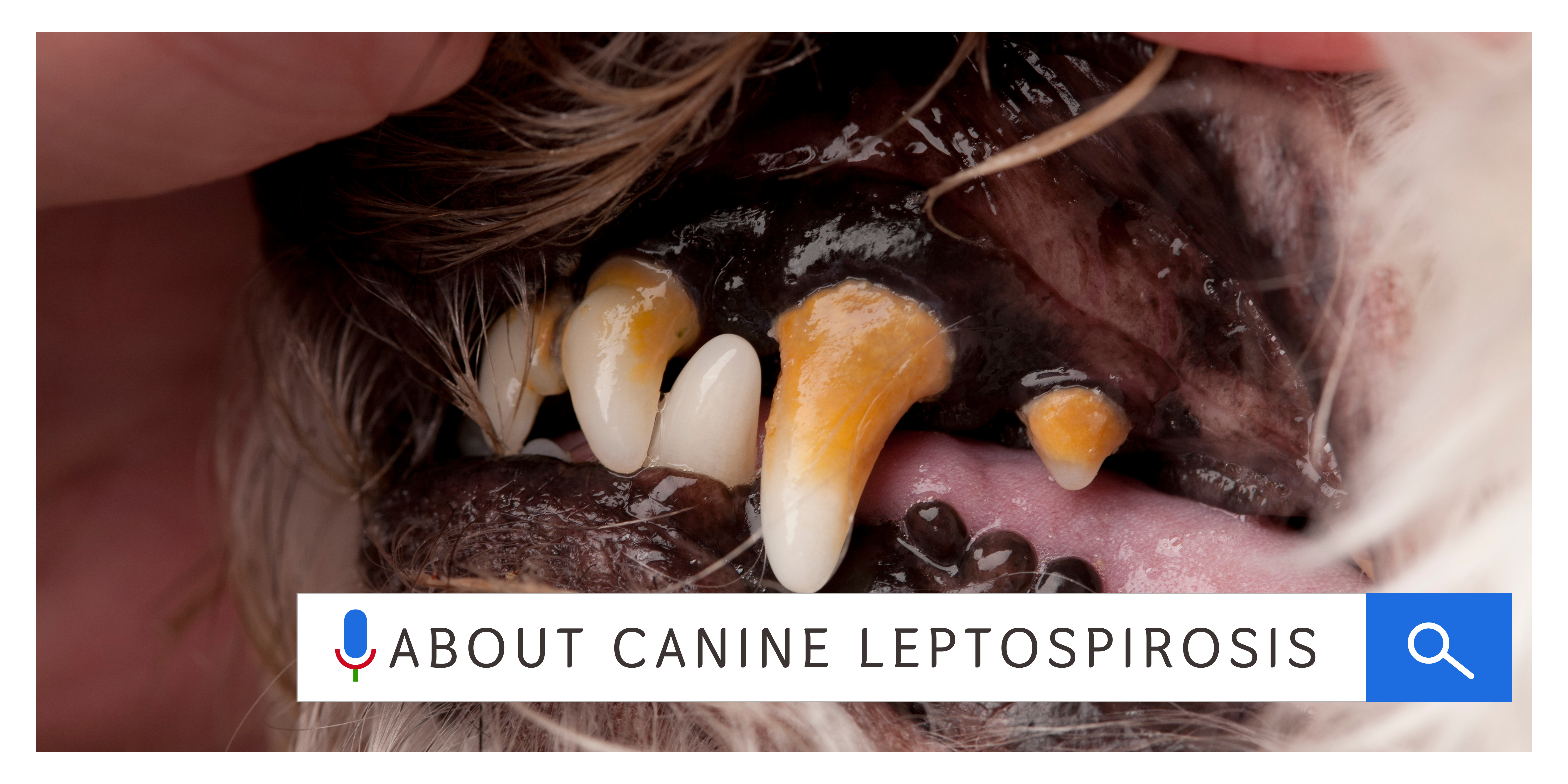 Canine Leptospirosis- Symptoms, Vaccine, Vaccine Side Effects