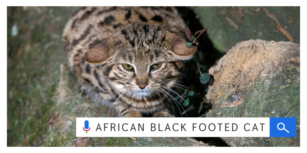 Black Footed Cat- The African Hunter Breed