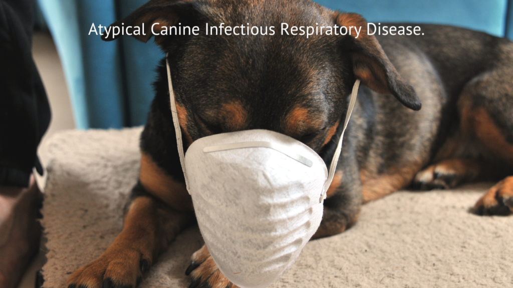 Dog Virus 2024: Guide on Atypical Canine Infectious Respiratory Disease