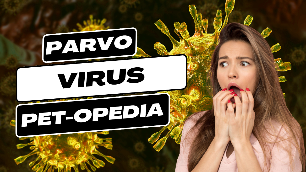 Parvo Virus Symptoms, Types, Treatment, Diagnosis