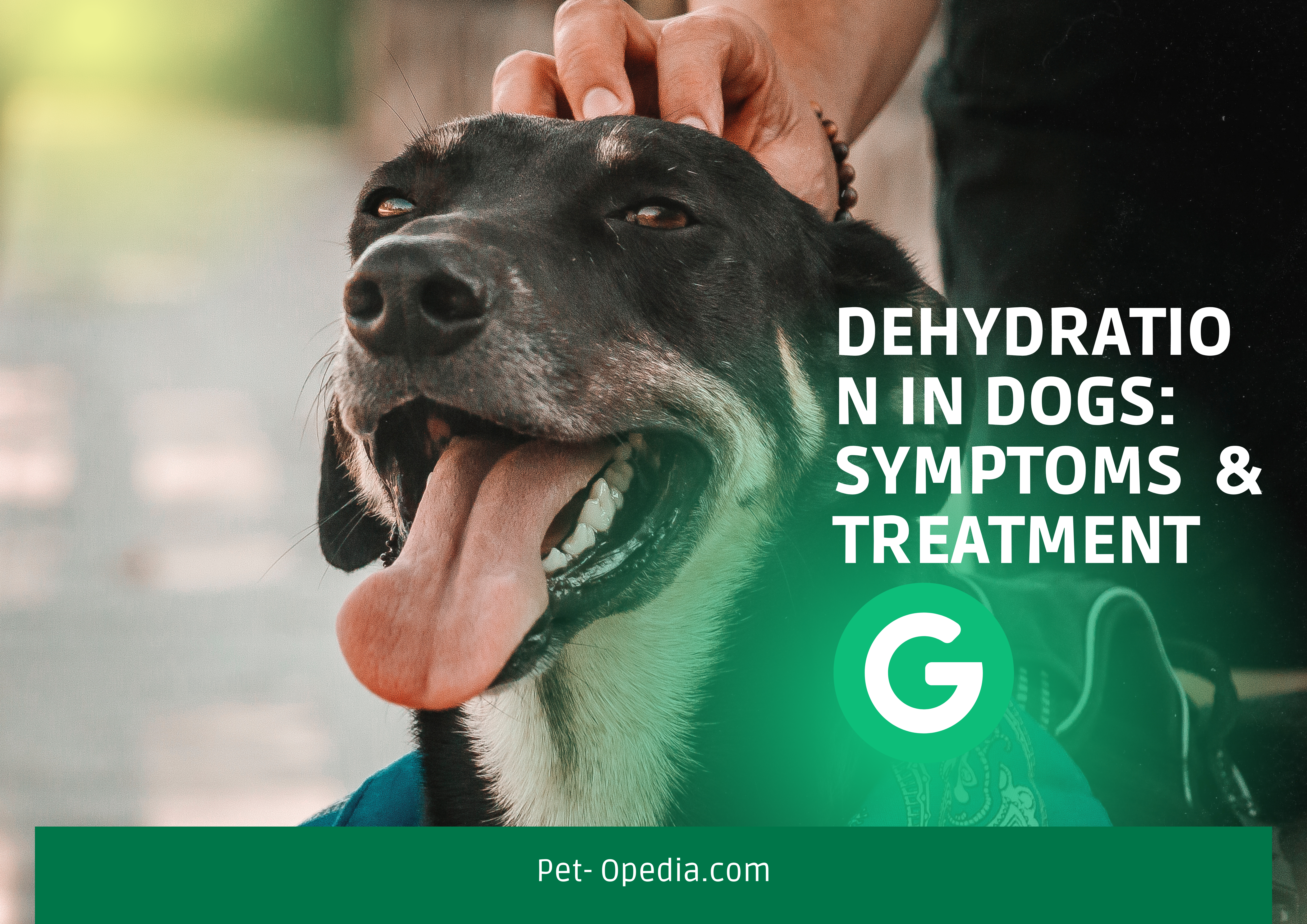 How to Treat Dehydration in Dogs