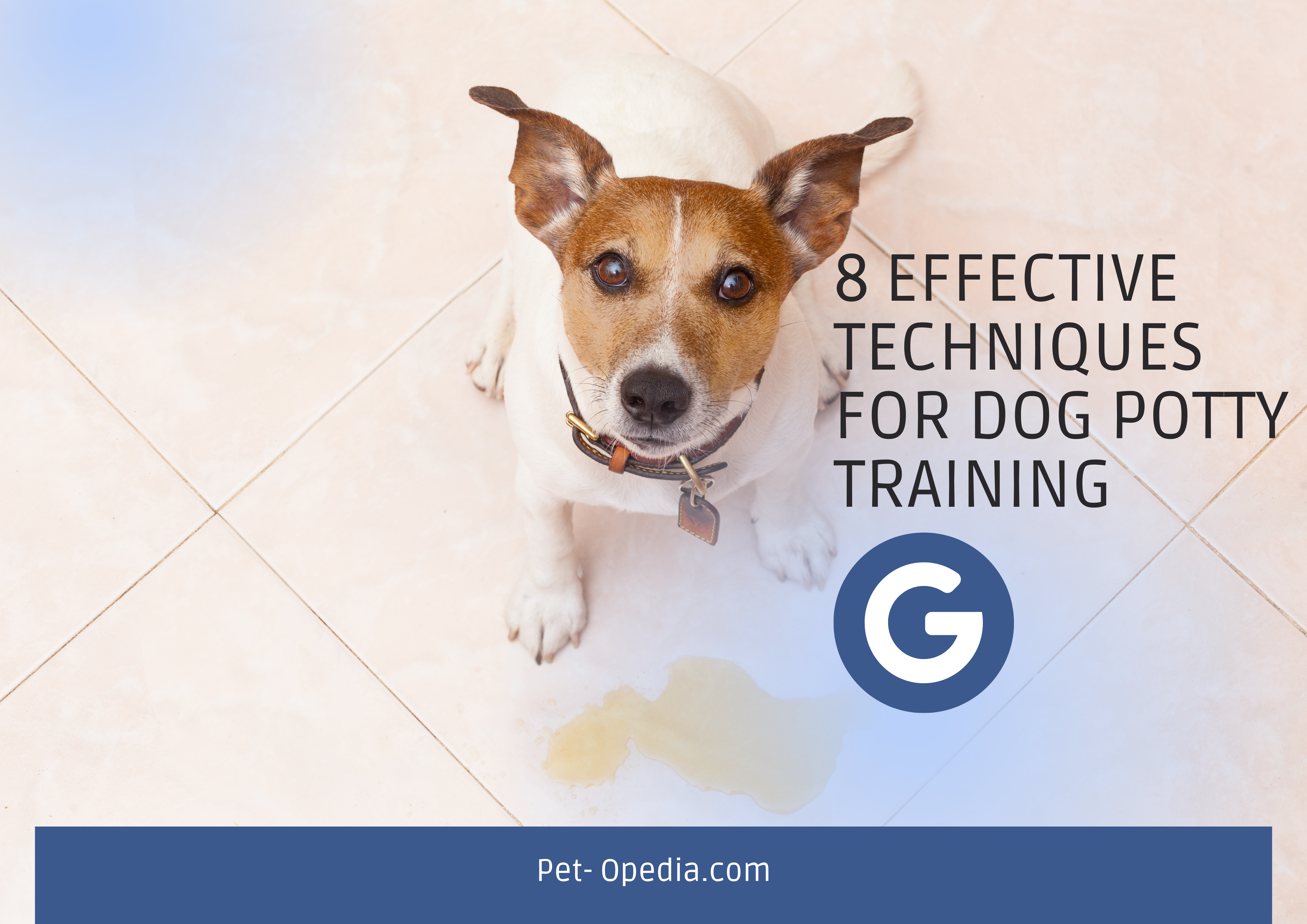 8 Effective Techniques for Dog Potty Training