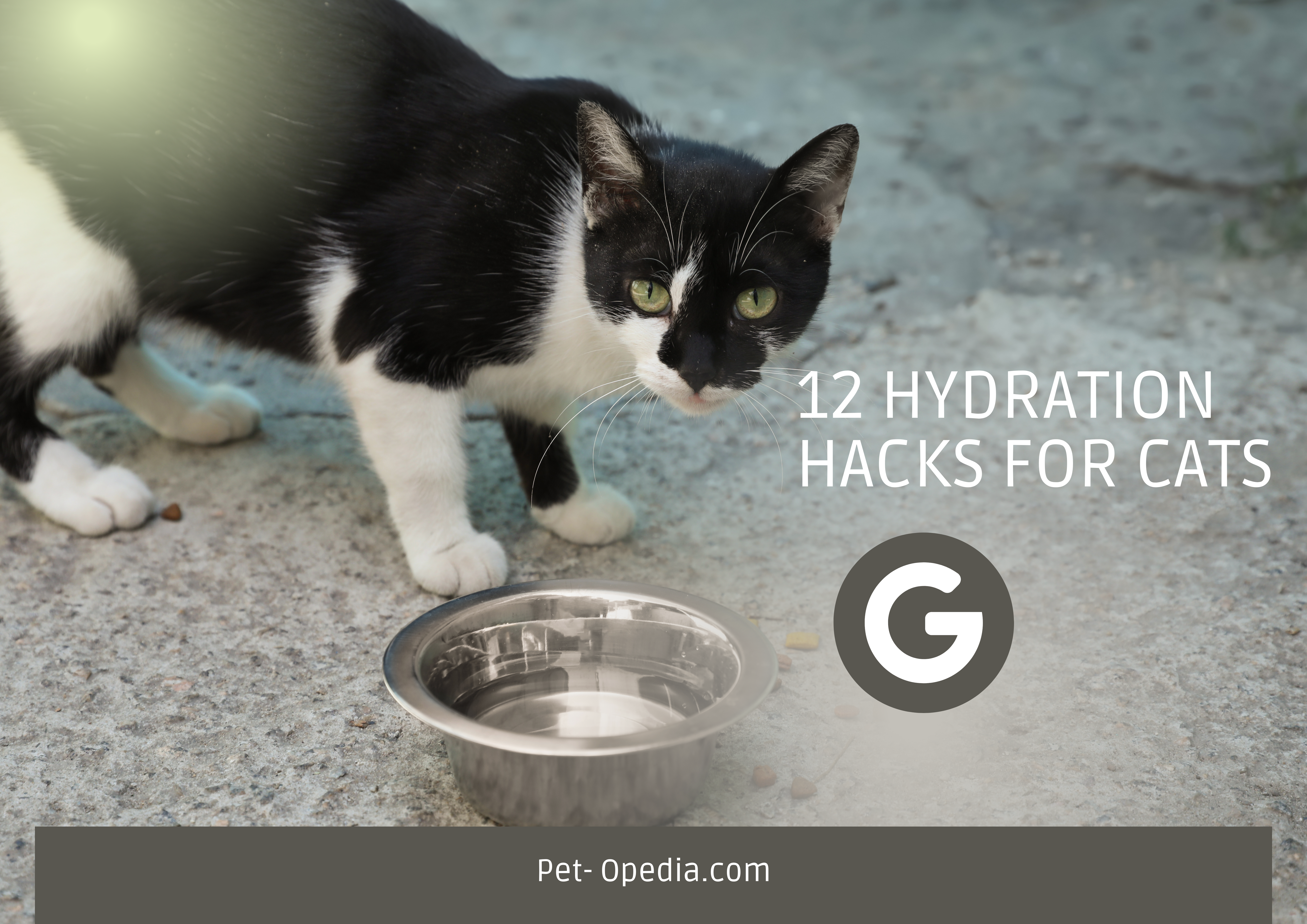 12 Hydration Hacks for Cats