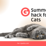 Summer hack for cats